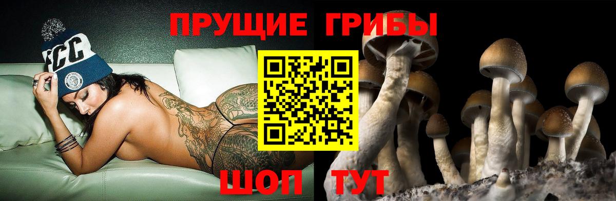 Псилоцибиновые грибы прущие грибы Усть-Джегута